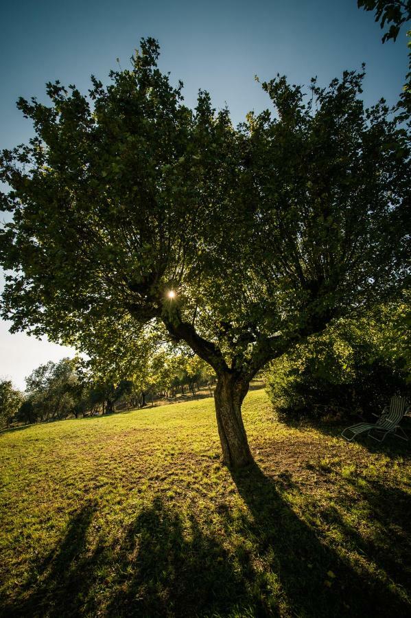 Podere Belvedere Tuscany Villa Pontassieve Dış mekan fotoğraf